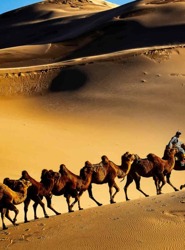 30c81c48 c4c9 4184 9d4f 359f3c4aa803