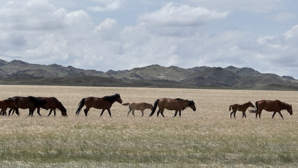 Central Mongolia Tour