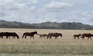Central Mongolia Tour