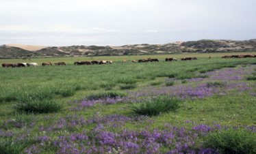 central mongolia