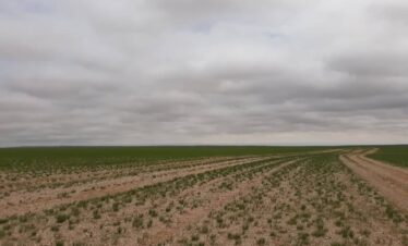 vast steppe