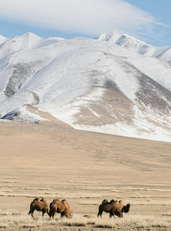 Gobi desert Mongolia